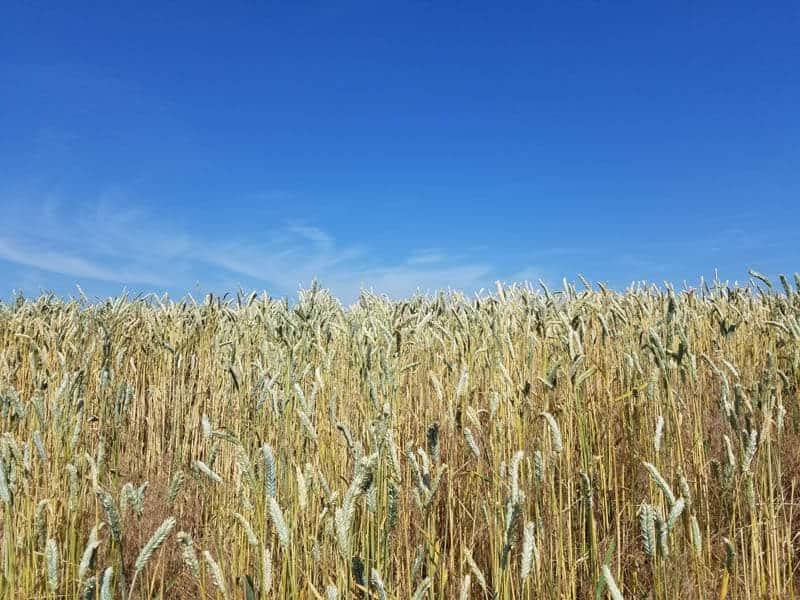 Field of wheat with a blue sky in the background